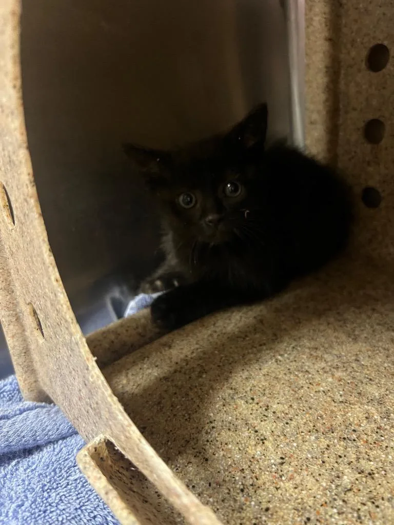 A baby small-sized male Domestic Short Hair cat named Aj for adoption in Murray, KY