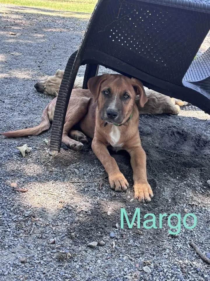 A baby medium-sized female Hound dog named Margo for adoption in Zimmerman, MN