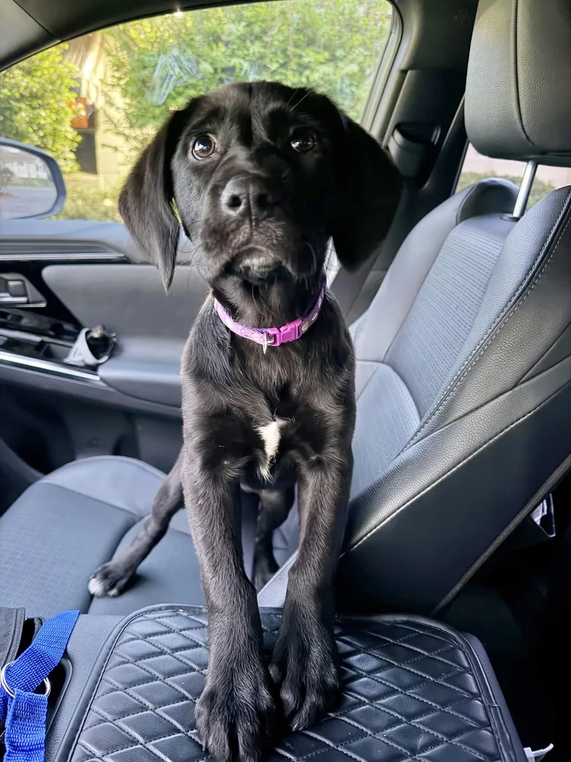 A baby medium-sized female Labrador Retriever dog named Rue for adoption in Manchester, CT