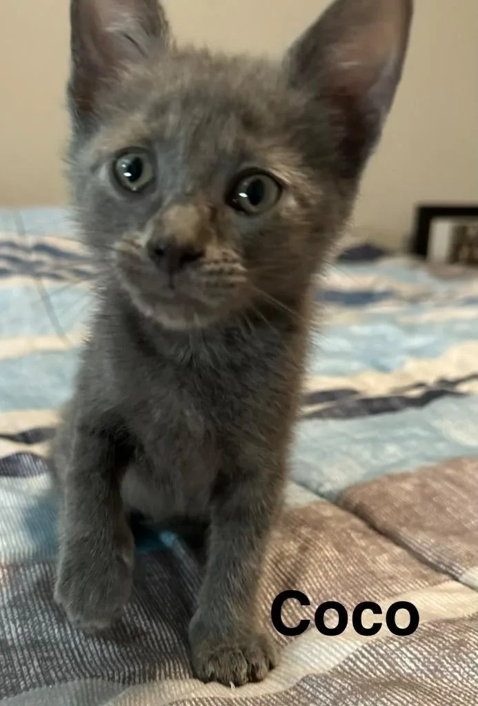 A baby small-sized female Domestic Short Hair cat named Coco for adoption in Spring, TX