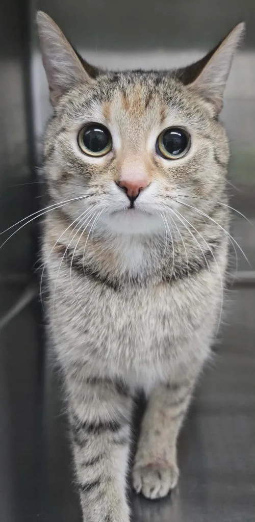 A young medium-sized female Domestic Short Hair cat named Nalla for adoption in Hillsdale, IN