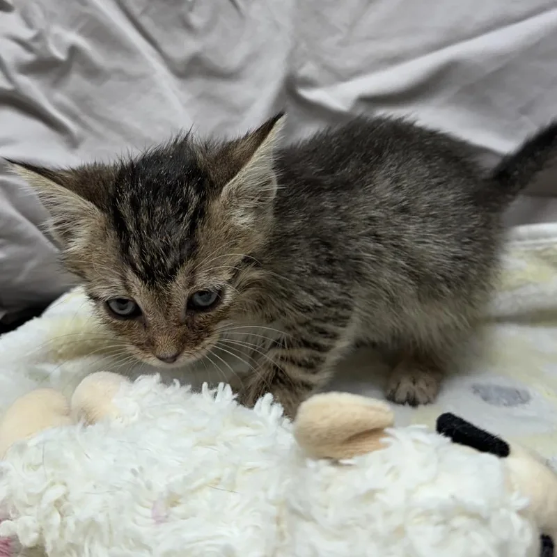 A baby small-sized male Brown / Chocolate Domestic Short Hair cat named Guava for adoption in Mount Vernon, IN