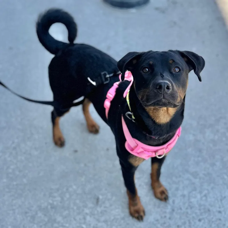 Little Missy thumbnail 5