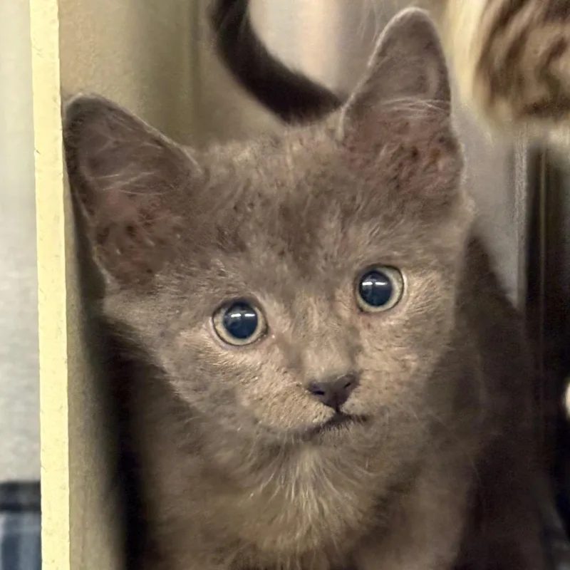 A baby small-sized male Gray / Blue / Silver Domestic Short Hair cat named Bonnie for adoption in Newark, NJ