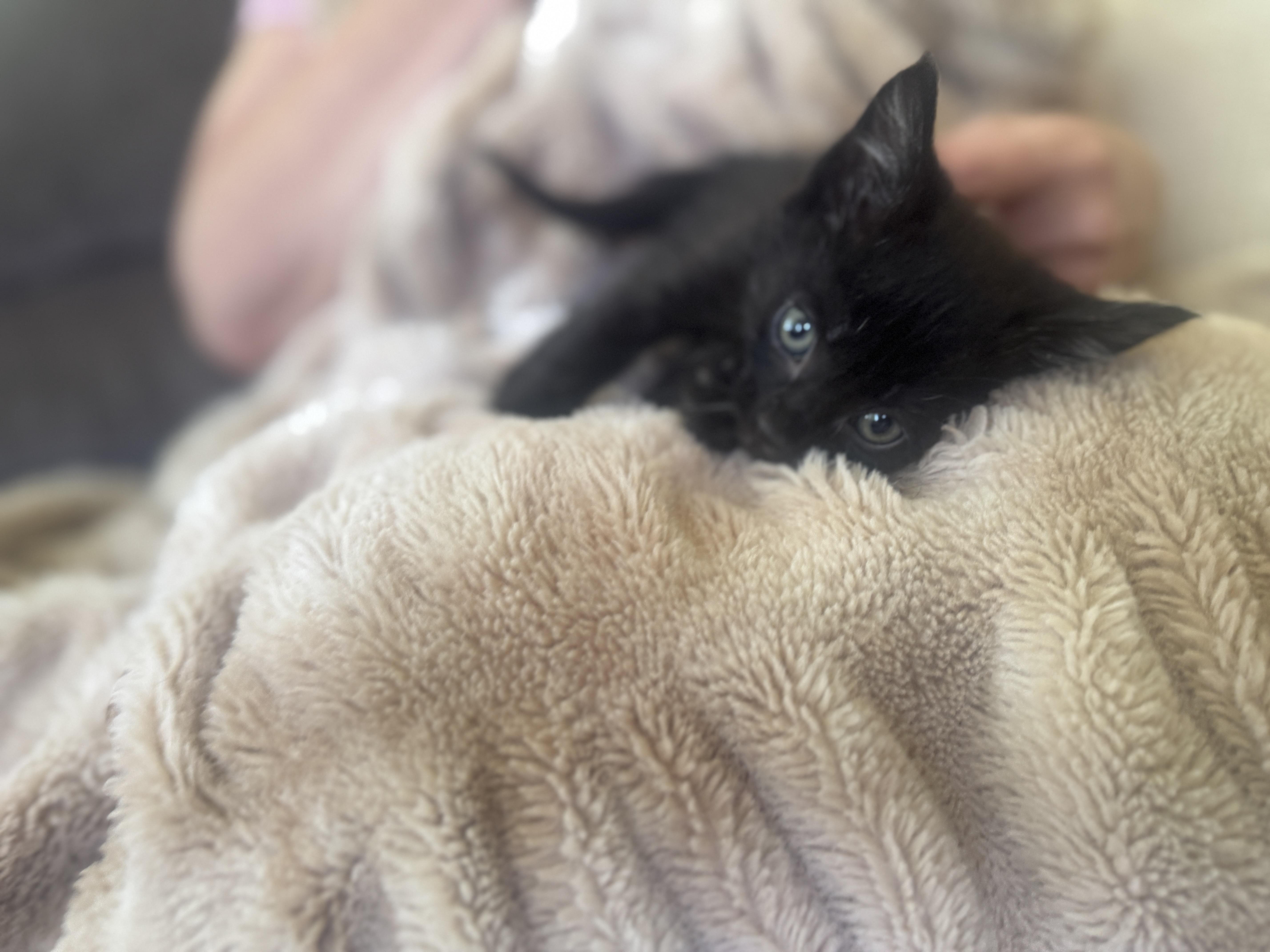 A baby small-sized male Black Domestic Short Hair cat named Spruce for adoption in Gradyville, KY