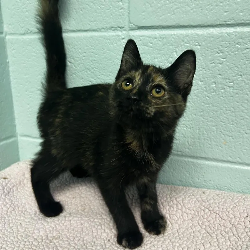 A baby small-sized female Black Domestic Short Hair cat named Jupiter for adoption in Spruce Pine, NC