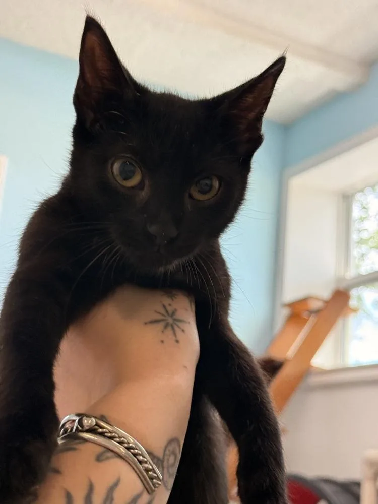A baby small-sized male Black Domestic Short Hair cat named Stanley for adoption in Fort Walton Beach, FL