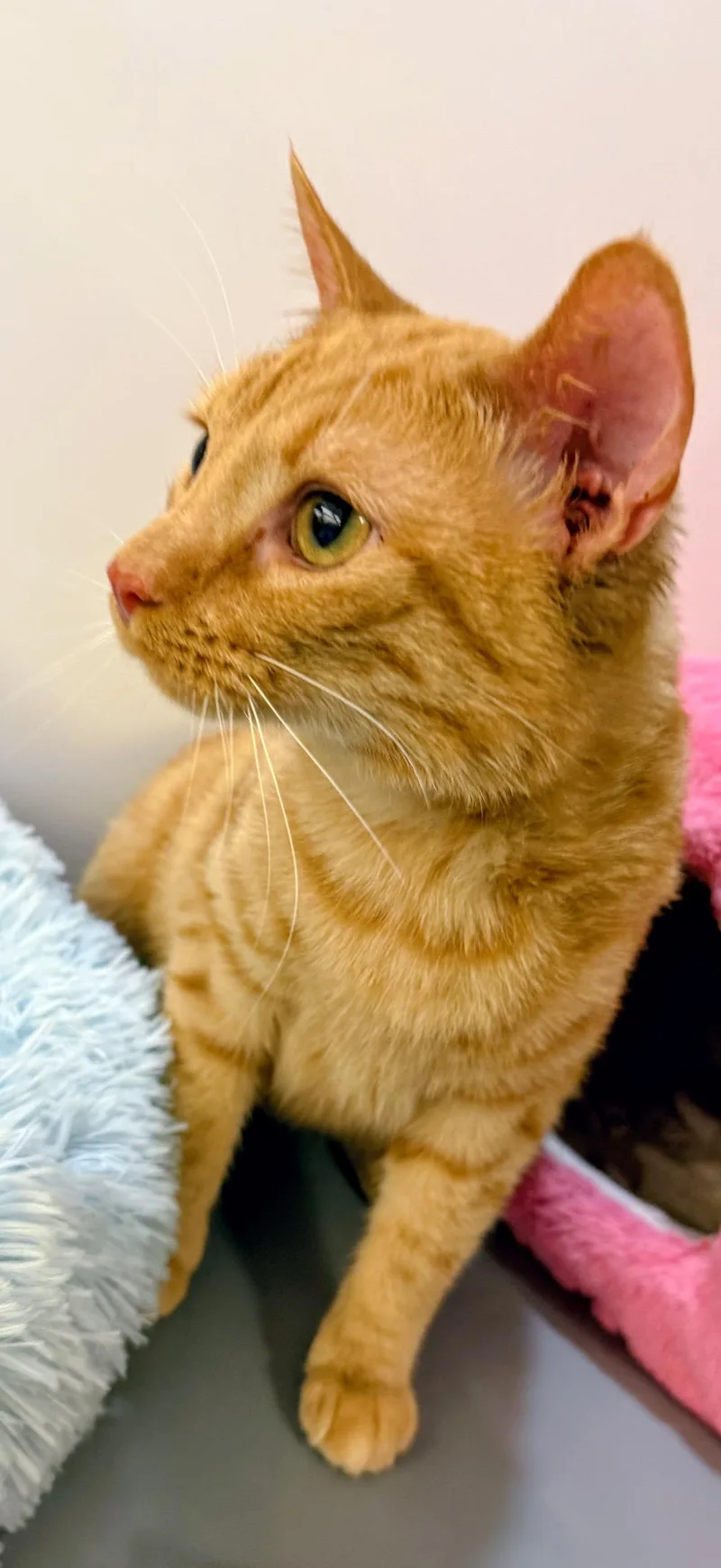 A young medium-sized male Tabby (Orange / Red) Domestic Medium Hair cat named Eeyore for adoption in Syosset, NY