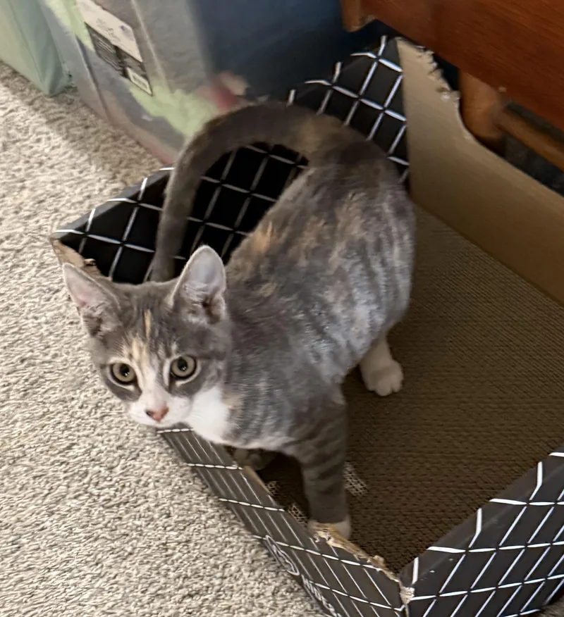 A baby medium-sized female Domestic Short Hair cat named Pearl for adoption in Medford, OR