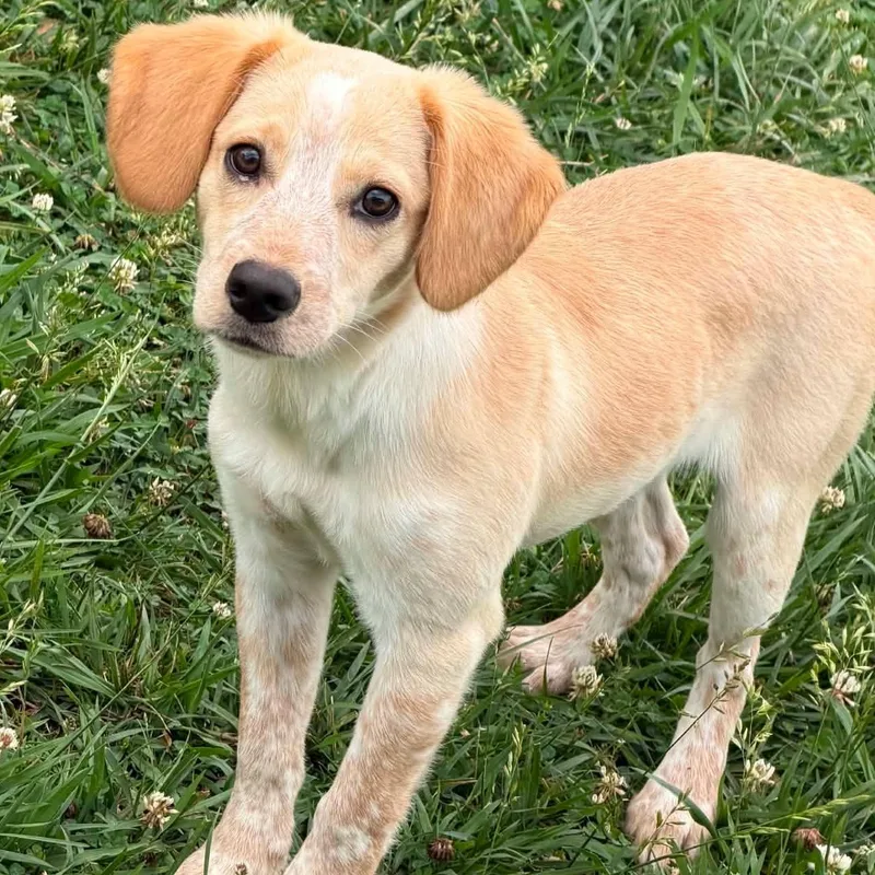 Dolly