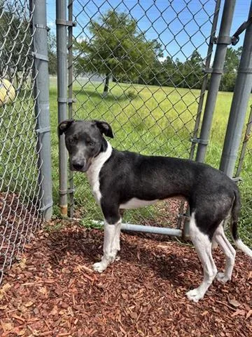 A young large-sized male Hound dog named Starlord for adoption in Panama City, FL