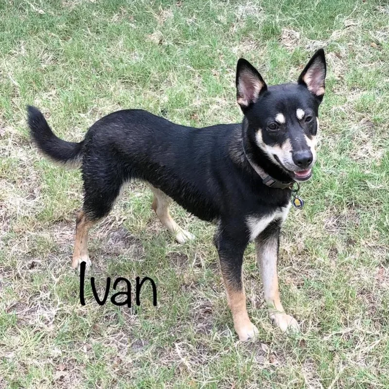 Ivan
