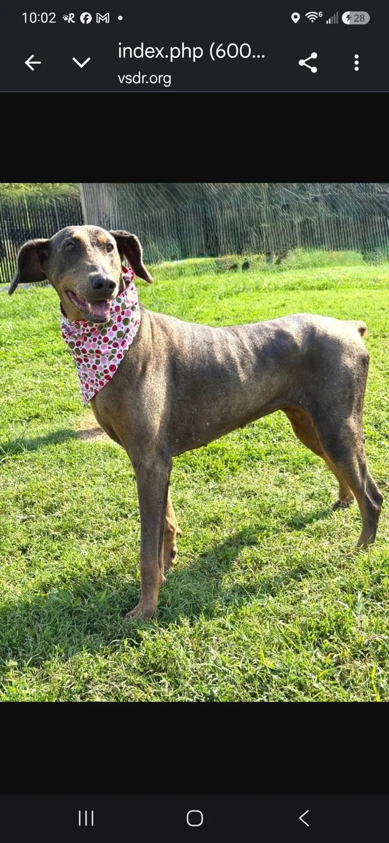 A senior large-sized female Doberman Pinscher dog named Mya for adoption in Knoxville, TN