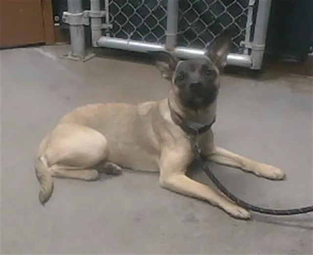 An adult small-sized female Belgian Shepherd / Malinois dog named Candy for adoption in Phoenix, AZ