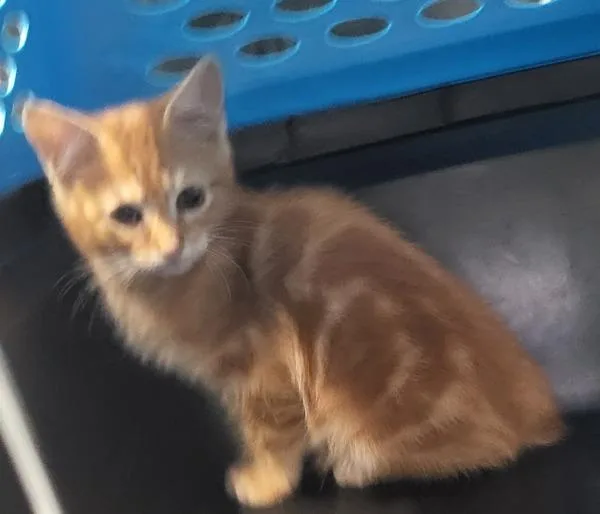 A baby small-sized male Domestic Short Hair cat named Sf Honey Bun for adoption in Lawrenceville, GA