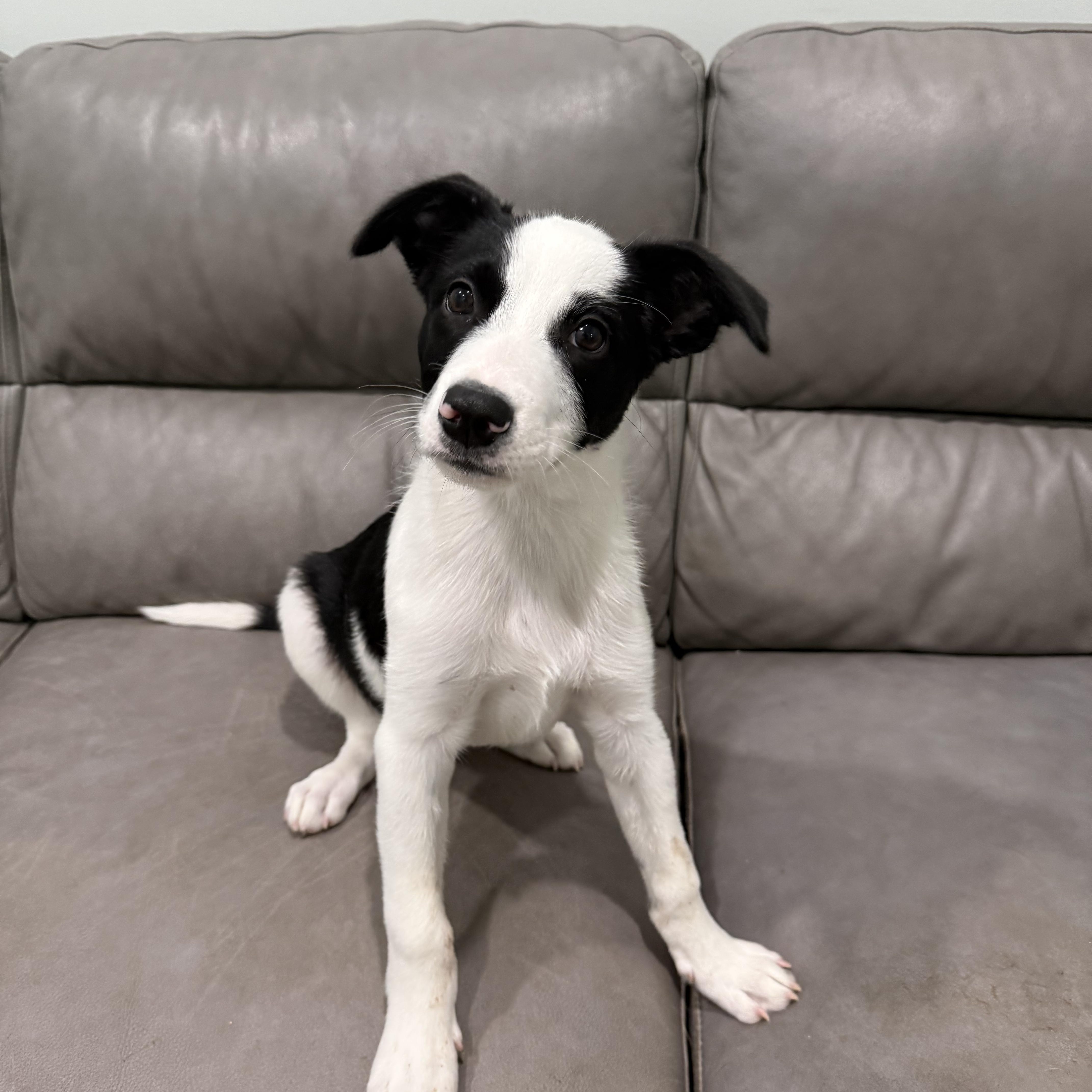 A baby medium-sized male Border Collie dog named Zippy for adoption in Sault Sainte Marie, MI