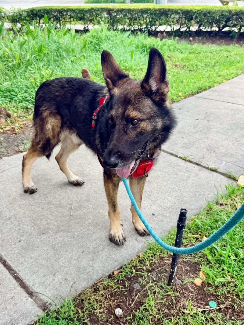 An adult medium-sized male German Shepherd Dog named Dino for adoption in Pompano Beach, FL