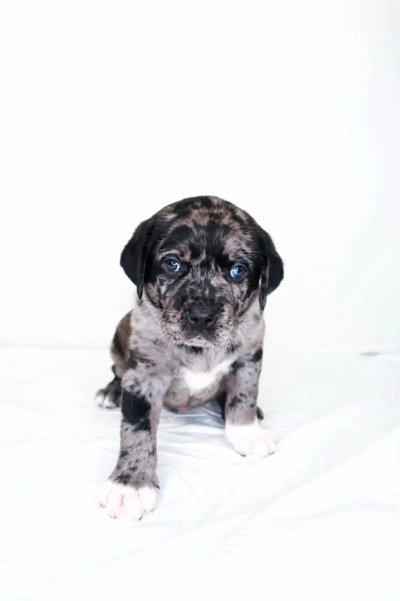 A baby large-sized male Merle (Blue) Labrador Retriever dog named Simmons for adoption in Bixby, OK