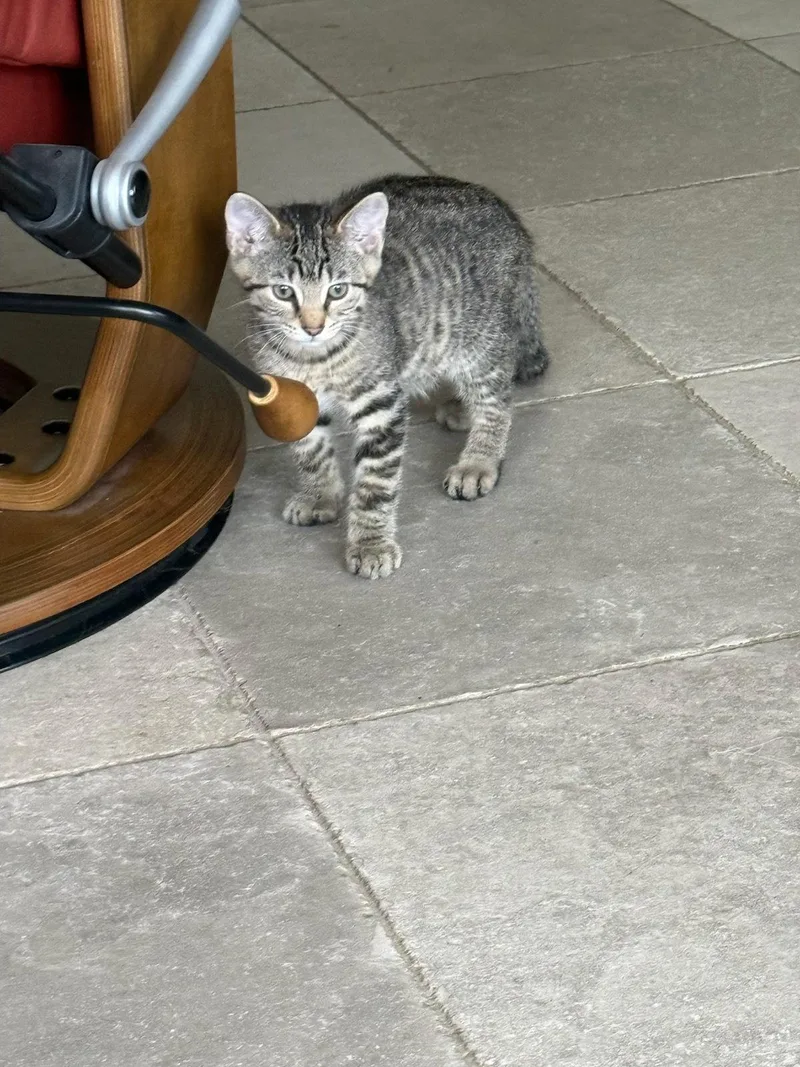 A baby medium-sized male Domestic Short Hair cat named Tigger for adoption in Stewartsville, NJ