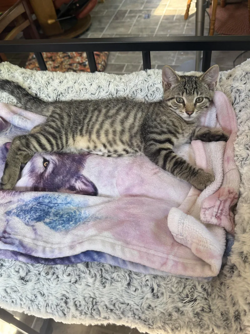 Tigger thumbnail 2