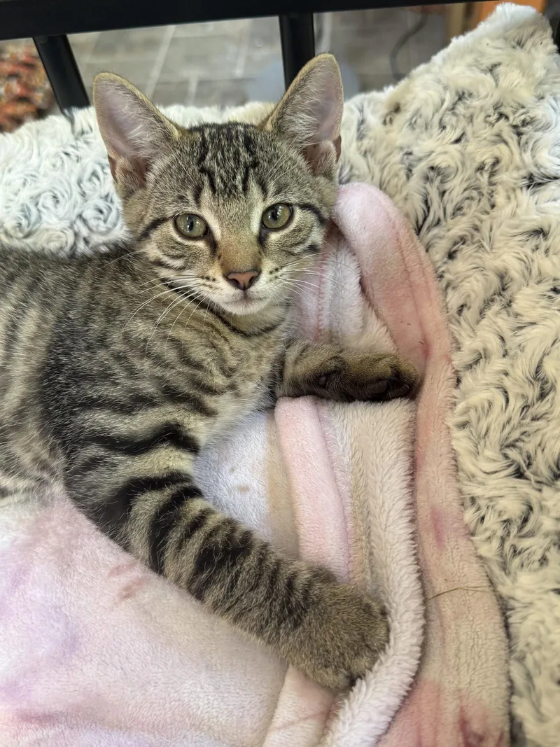 Tigger thumbnail 3