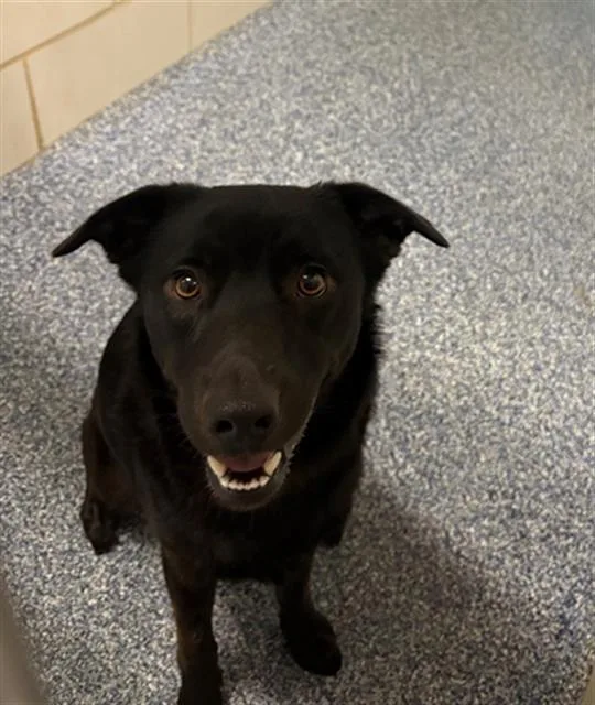 A young large-sized male Labrador Retriever dog named A for adoption in Charlotte, NC