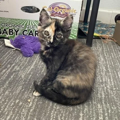 A baby medium-sized female Domestic Short Hair cat named Harriett for adoption in Oakville, WA