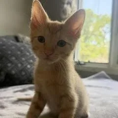 A baby small-sized male Tortoiseshell Domestic Short Hair cat named Zion for adoption in West Des Moines, IA