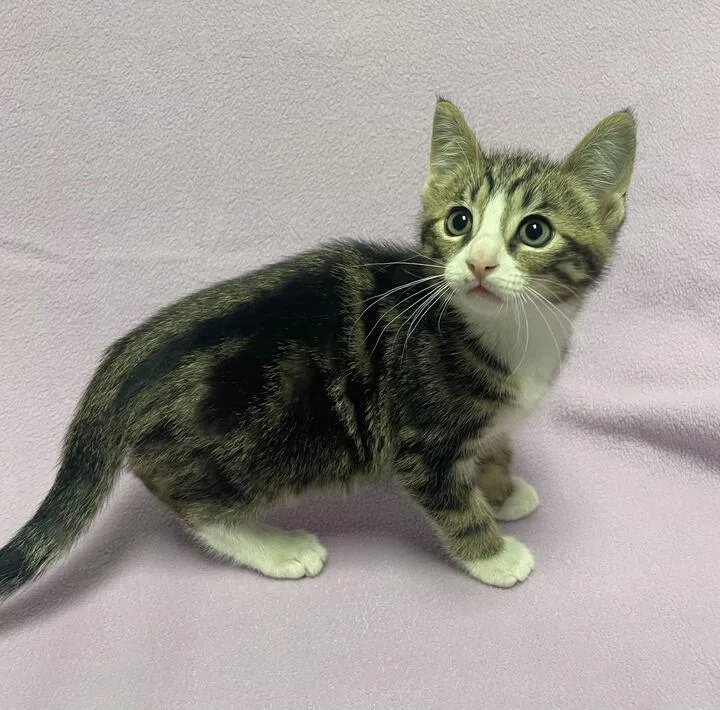 A baby small-sized male Domestic Short Hair cat named Gremlin for adoption in Jackson, MI
