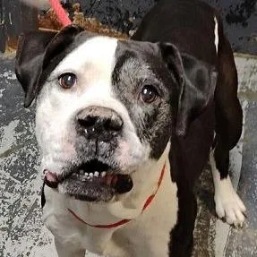A senior medium-sized male Black American Bulldog dog named Gallagher for adoption in Minneapolis, MN