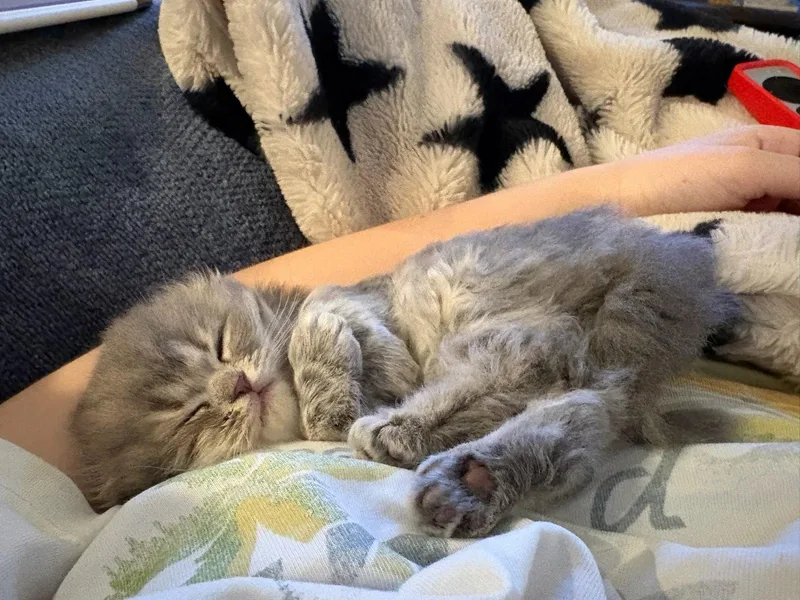 A baby medium-sized female Scottish Fold cat named Blue for adoption in Broomall, PA