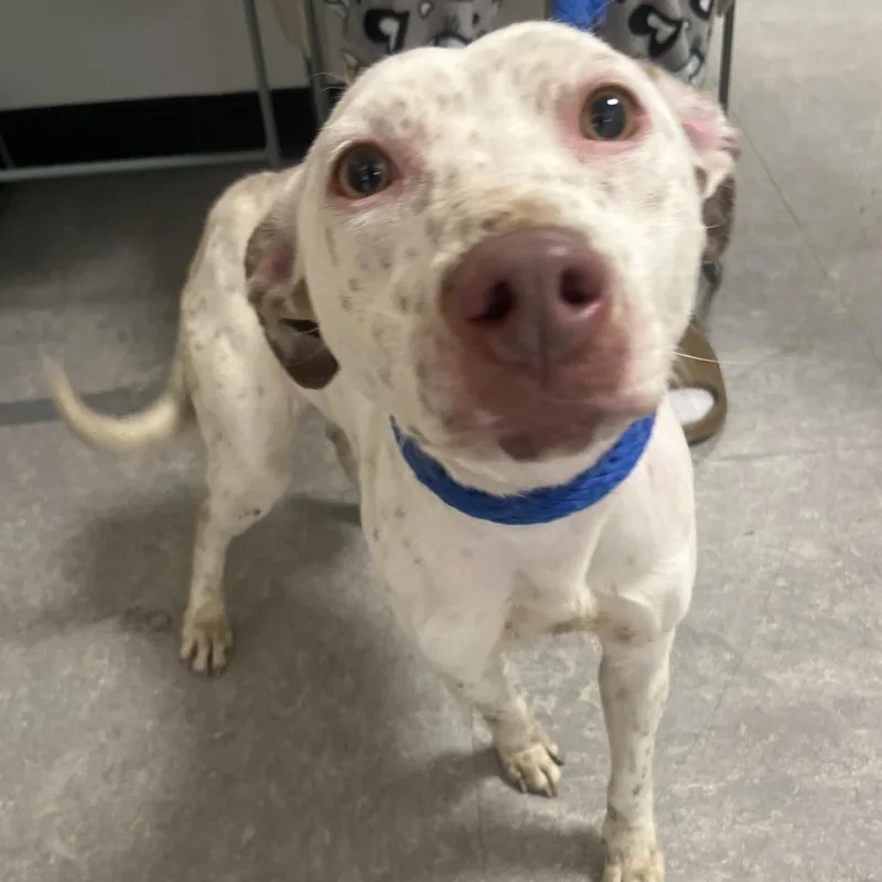 An adult medium-sized female White / Cream Pit Bull Terrier dog named Toasty for adoption in Philadelphia, PA