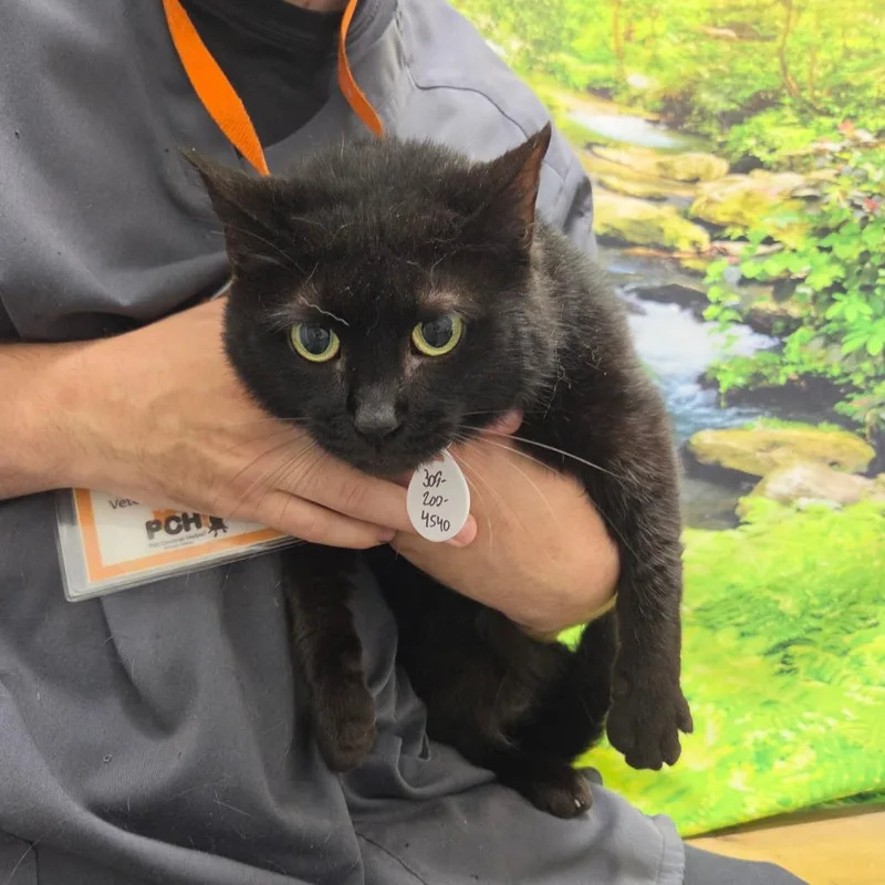 A senior medium-sized female Black Domestic Short Hair cat named Molly for adoption in Normal, IL