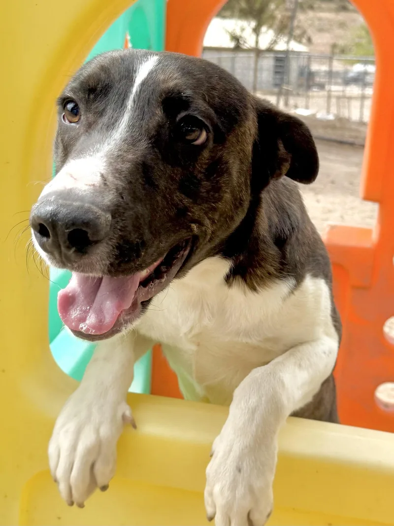 An adult medium-sized male American Staffordshire Terrier dog named Ranger for adoption in Hesperia, CA