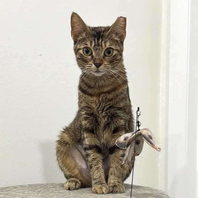 A young medium-sized female Brown / Chocolate Domestic Short Hair cat named Miara for adoption in Boston, MA