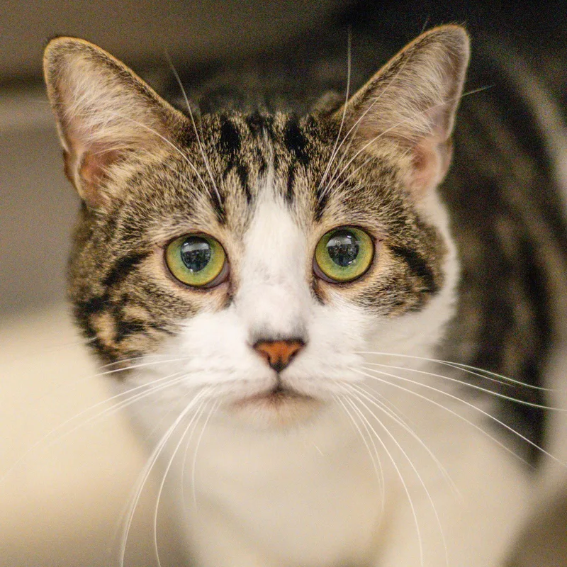 An adult small-sized male Domestic Short Hair cat named Axel Rose for adoption in Hilton Head Island, SC