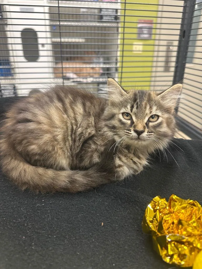 A baby small-sized female Domestic Long Hair cat named Amelia for adoption in Johnson City, TN