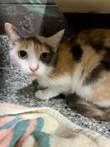 A young small-sized female Domestic Short Hair cat named Jade for adoption in Clinton Township, MI