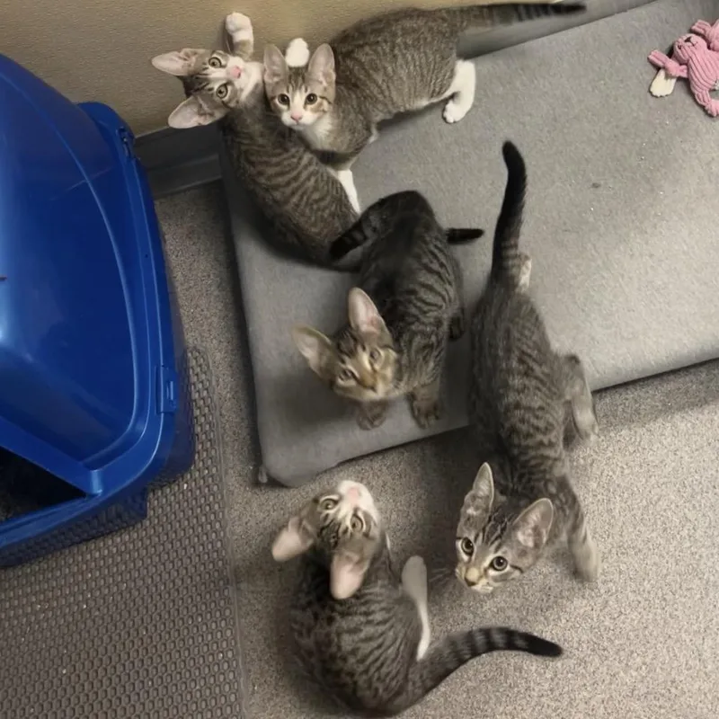 A baby medium-sized male Tabby (Brown / Chocolate) Domestic Short Hair cat named Wrench for adoption in Montville, NJ