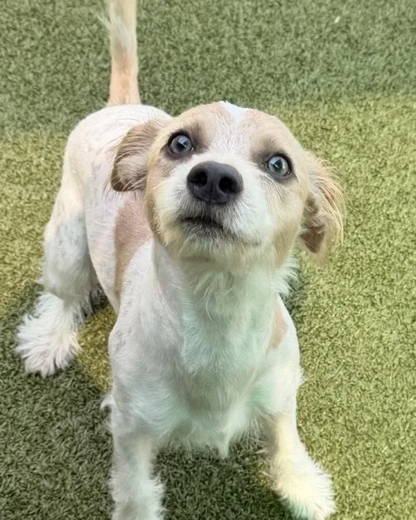 A young medium-sized male Terrier dog named Douglas for adoption in Canton, GA