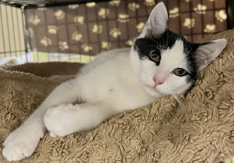 A young medium-sized male Black & White / Tuxedo Domestic Short Hair cat named Moon for adoption in Blasdell, NY