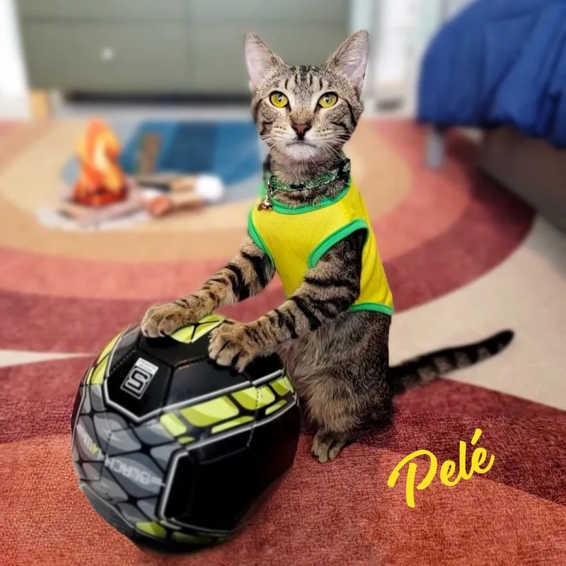 A baby medium-sized male Domestic Short Hair cat named Pelé WorldCupchampionsnuggler for adoption in Houston, TX