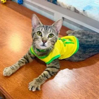 Pelé WorldCupchampionsnuggler thumbnail 2