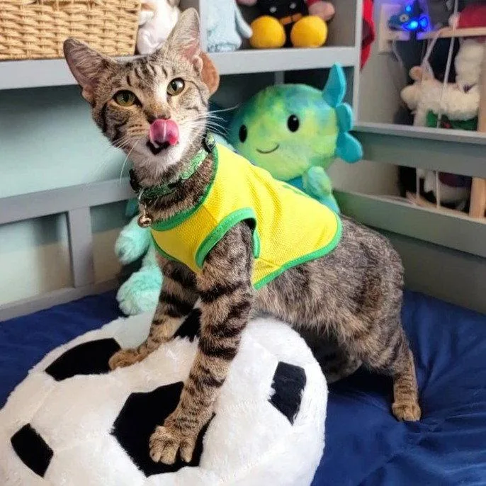 Pelé WorldCupchampionsnuggler thumbnail 3