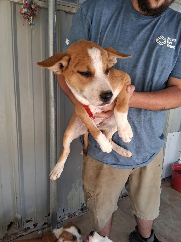 A baby large-sized male Cattle Dog dog named Gooseberry for adoption in Brownwood, TX