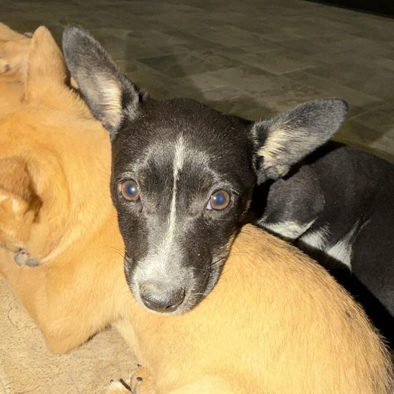 A baby small-sized female Black Chihuahua dog named Cinderella for adoption in Dodgeville, WI