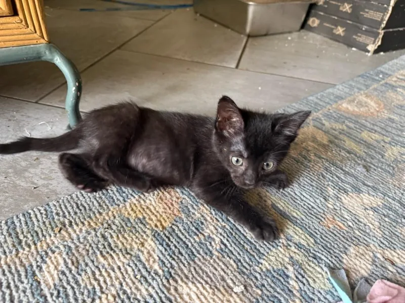 A baby medium-sized male Domestic Short Hair cat named Caterpillar for adoption in Shoreline, WA