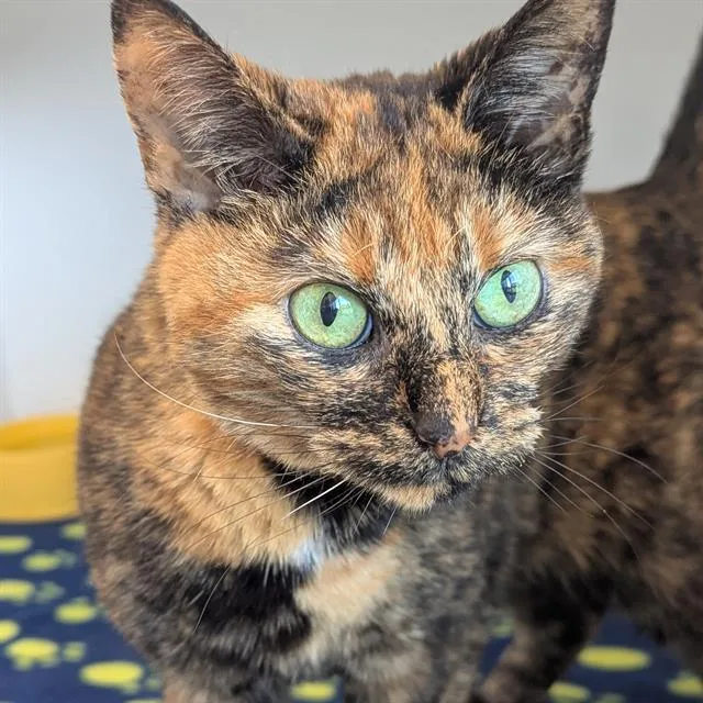 An adult small-sized female Domestic Short Hair cat named Warrior Princess for adoption in Indianapolis, IN