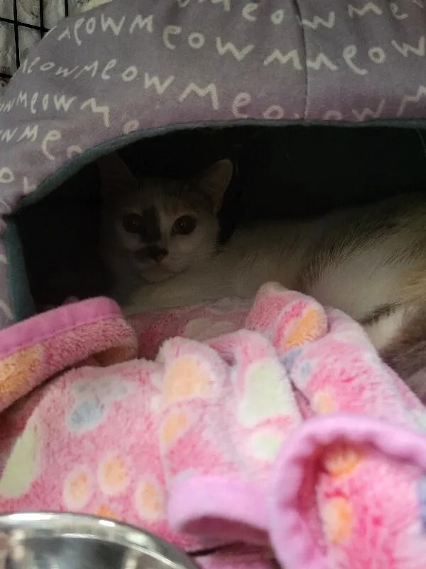 An adult medium-sized female Domestic Short Hair cat named Francesca Snow for adoption in Diamond Springs, CA