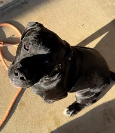 A young large-sized male Black Mixed Breed dog named Presley for adoption in Rochester, IN